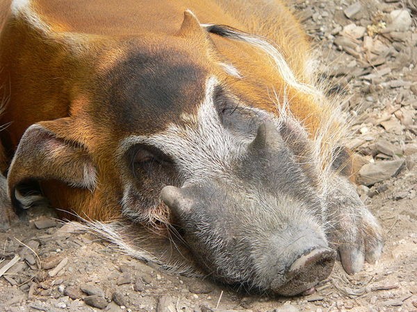 ЕС пожалуется ВТО на запрет ввоза свинины в Россию