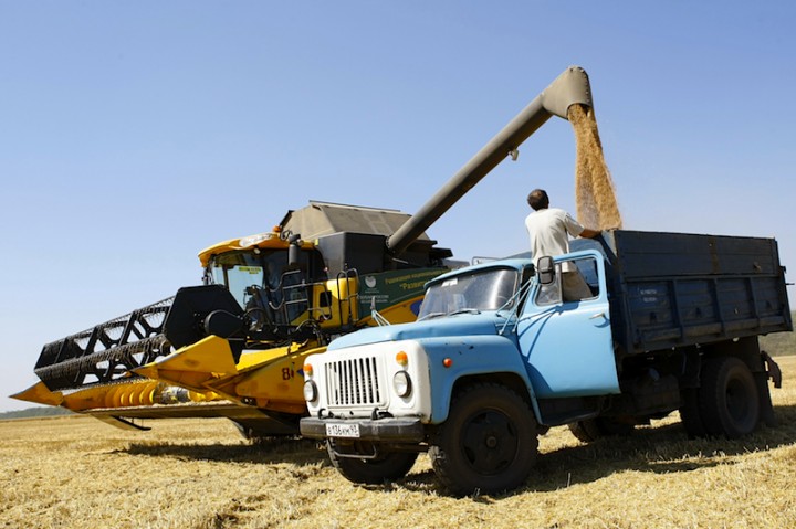 Аграрии Краснодара собрали рекордный за последние 10 лет урожай зерна