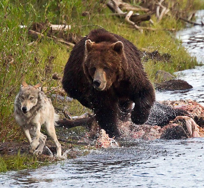 Волчья стая против медведя
