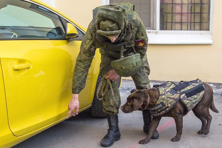 Российские разработчики выпустили бронежилеты для собак