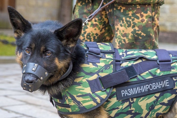 Российские разработчики выпустили бронежилеты для собак