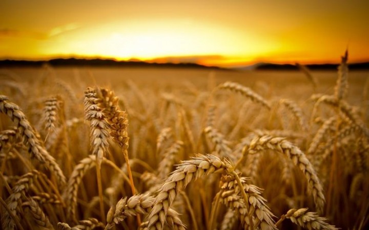 Россия обошла Канаду и США по объему экспорта пшеницы