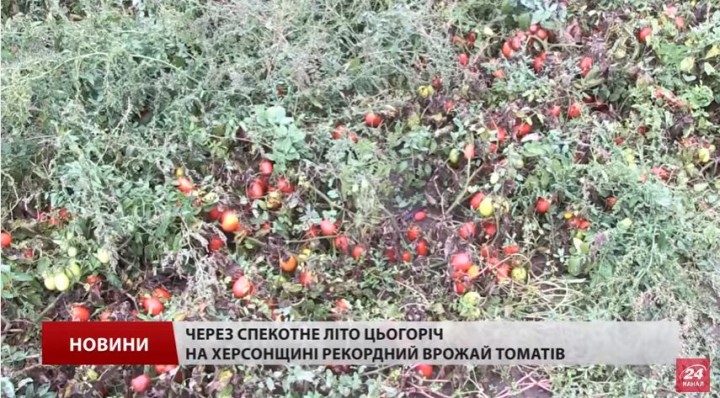«Слава Украине!»: В Херсоне гниёт половина урожая из-за блокады Крыма и Донбасса