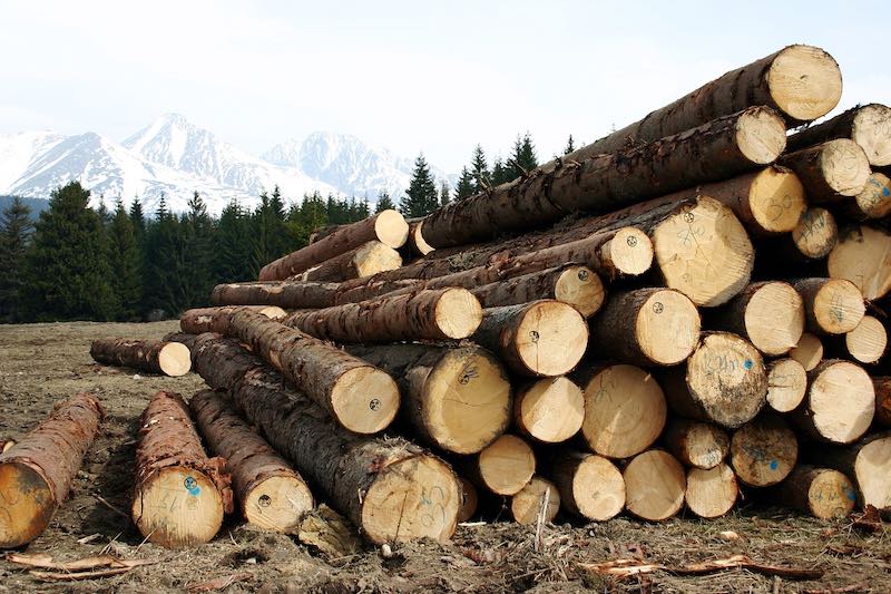 Ущерб от преступлений в лесной сфере Сибири составил более 10 млрд рублей