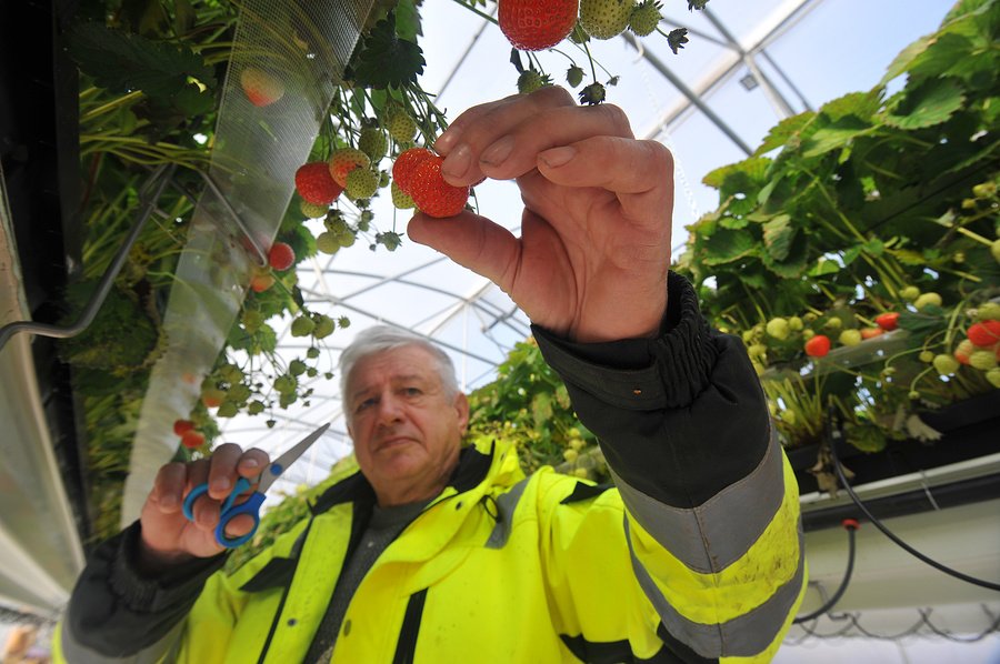 Как фермеры из Финляндии развивают ягодный бизнес под Тамбовом